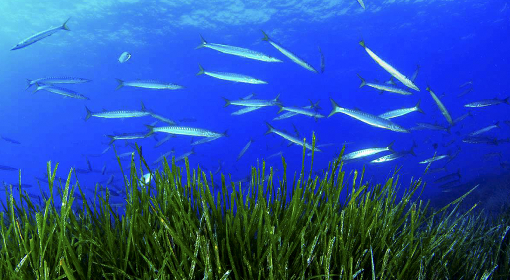 posidonia